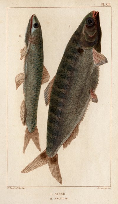 Shad i anchois”. „Fauna des Mdecins czyli historia zwierząt i ich produktów autorstwa Hippolyte Cloquet” – tom 6 – 1825. autorstwa Hippolyte Cloquet