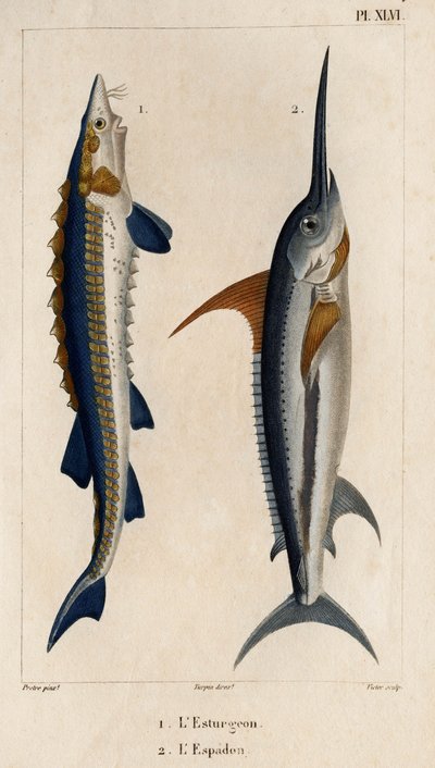 Jesiotr i Miecznik”. „Fauna des Mdecins lub historia zwierząt i ich produktów autorstwa Hippolyte Cloquet” – tom 6 – 1825. autorstwa Hippolyte Cloquet