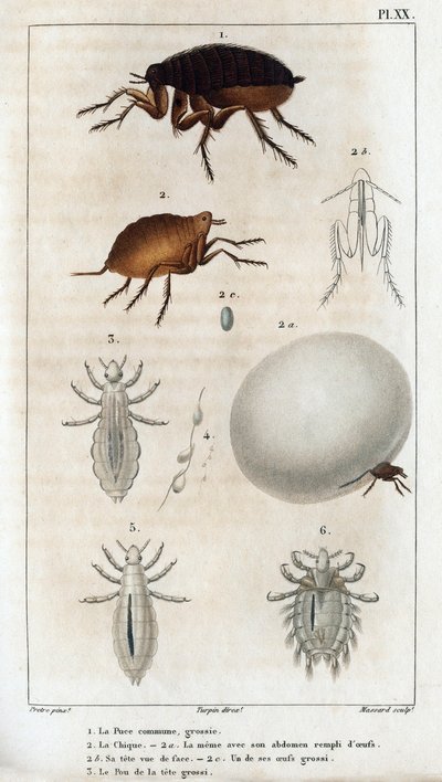 Wspólny Szyk, Pou. Fauna des Médecins czyli historia zwierząt i ich produktów autorstwa Hippolyte Cloquet” – tom 6 – 1825. autorstwa Hippolyte Cloquet