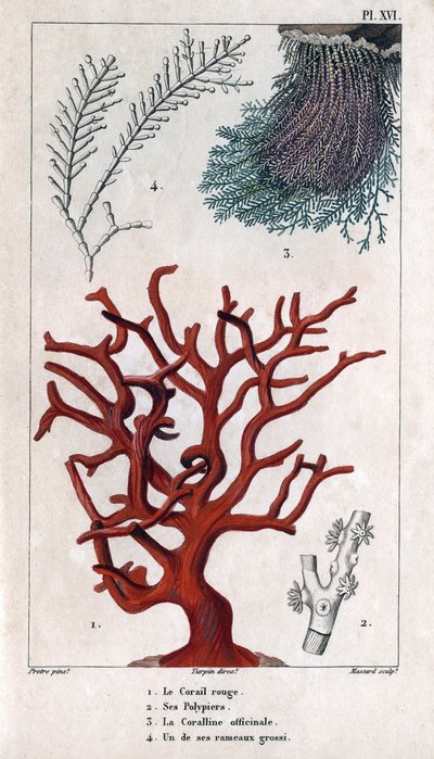 Czerwony Koral, jego Polipiery, Koralina Officinale, jedna z grubych gałęzi. w „”Fauna doków czyli historia zwierząt i ich produktów autorstwa Hippolyte Cloquet”” – tom 6 – 1825. autorstwa Hippolyte Cloquet