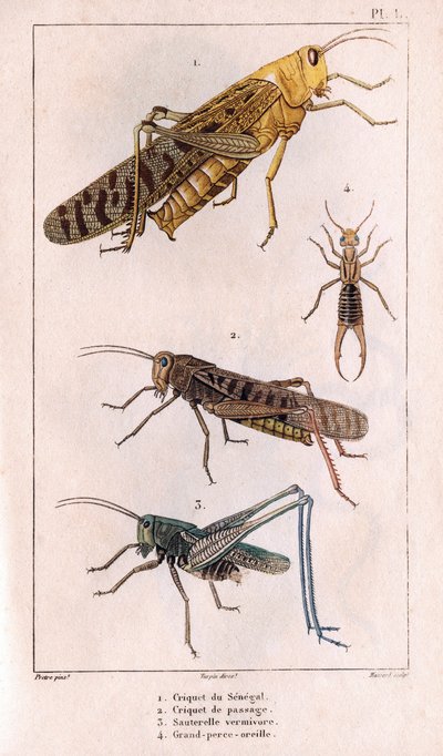 Senegal Grasshopper, Passage Grasshopper, Grasshopper, Great Pierce-ear.in „”Fauna des Medecins lub historia zwierząt i produktów autorstwa Hippolyte Cloquet”” – tom 6 - 1825. autorstwa Hippolyte Cloquet