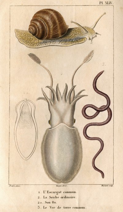 Ślimak zwyczajny, mątwa zwyczajna, jej kość, dżdżownica zwyczajna.w „”Fauna doków czyli historia zwierząt i ich produktów według Hippolyte Cloquet””” – tom 6 - 1825. autorstwa Hippolyte Cloquet