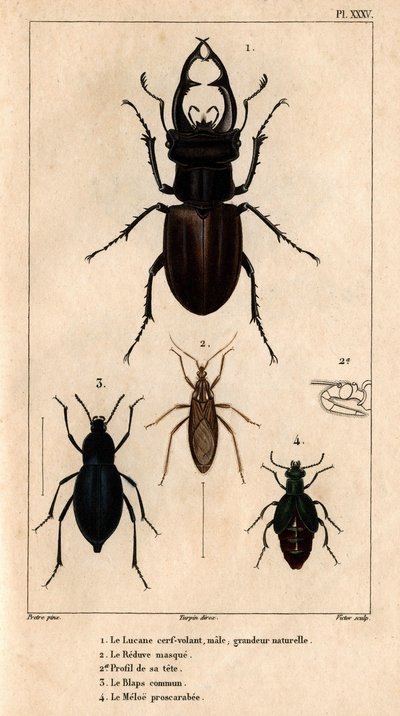 Świetlik męski latawca, naturalnej wielkości, maska Reduve, wspólne blaps, proscarabee Meloe w „”Faunie lekarzy czyli historia zwierząt i ich produktów wg Hippolyte Cloquet”” – tom 6 - 1825. autorstwa Hippolyte Cloquet