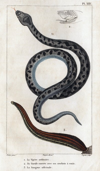 Zwykły Viper, z otwartymi kłami i jadem, oficjalna Sangue. autorstwa Hippolyte Cloquet