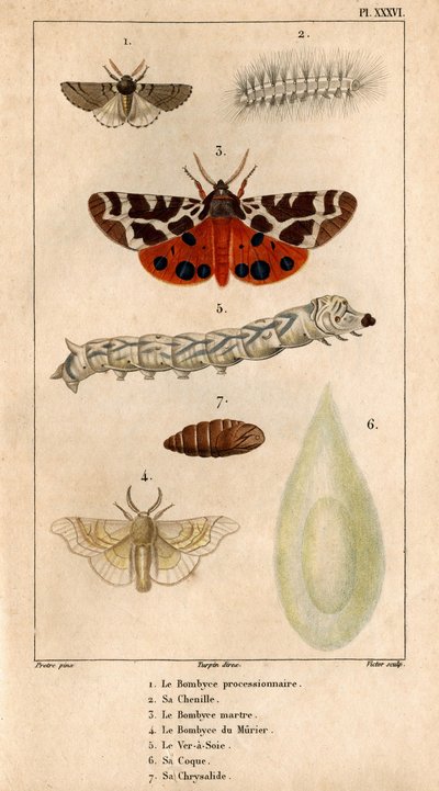 Procesyjny Bombyce, jego gąsienica, Marten Bombyce, Murier Bombyce, Silk Worm, jego kadłub, jego chryzalid.in „”Fauna lekarzy czyli historia zwierząt i ich produktów według Hippolyte Cloquet”” - autorstwa Hippolyte Cloquet