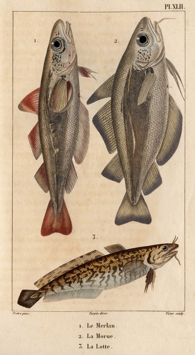 Witlinek, dorsz i miętus. Fauna des Mdecins czyli historia zwierząt i ich produktów autorstwa Hippolyte Cloquet” - Tom 6 - 1825. autorstwa Hippolyte Cloquet