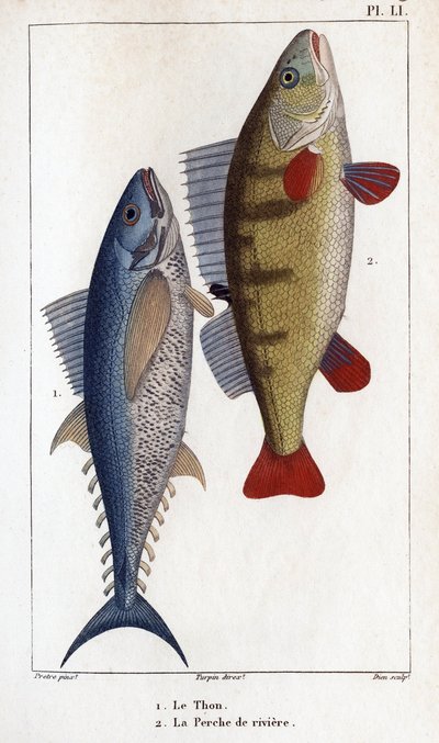 Tuńczyk i okoń rzeczny”” Fauna lekarzy lub historia zwierząt i ich produktów autorstwa Hippolyte Cloquet”” - autorstwa Hippolyte Cloquet