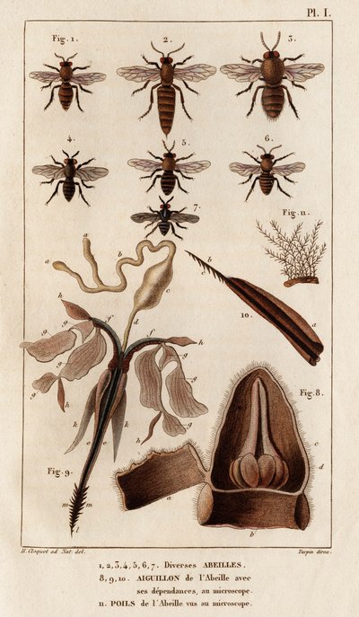 Różne pszczoły.” „Fauna des Mdecins czyli historia zwierząt i ich produktów autorstwa Hippolyte Cloquet” - tom 6 - 1825. autorstwa Hippolyte Cloquet