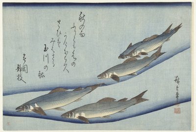 Pstrąg autorstwa Hiroshige (I) , Utagawa