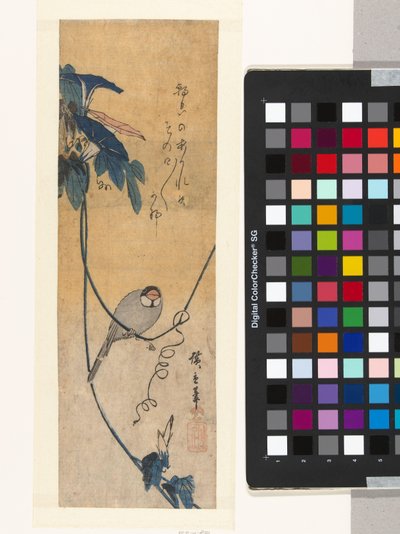 Powój ptak i niebieski powój autorstwa Hiroshige (I) , Utagawa