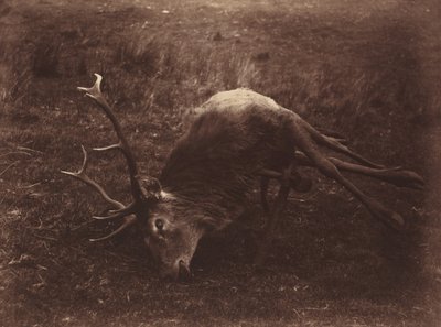 Martwy Jeleń, 1857 (zdjęcie) autorstwa Horatio Ross