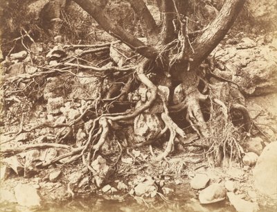 Drzewo z plątaniną korzeni, 1853 (zdjęcie) autorstwa Hugh Owen
