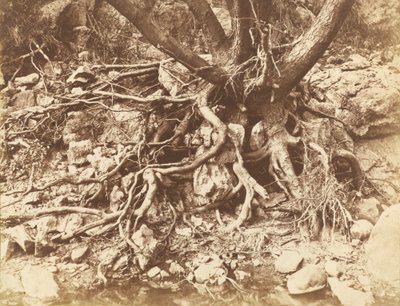 Drzewo z plątaniną korzeni, 1853. autorstwa Hugh Owen