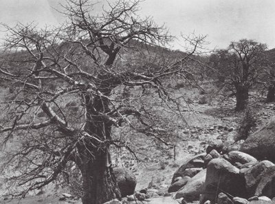 Afryka: Baobab, Dar Nuba (zdjęcie czarno-białe) autorstwa Hugo Adolf Bernatzik