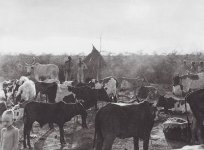 Afryka: Kraal bydła na brzegu Bahr el Zeraf (zdjęcie czarno-białe) autorstwa Hugo Adolf Bernatzik