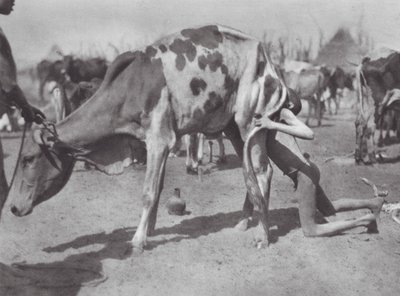 Afryka: Północny Dinka dmuchający krowę (zdjęcie czarno-białe) autorstwa Hugo Adolf Bernatzik