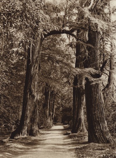 Meksyk: stolica Mejico, park Chapultepec, Alameda de los Filosofos (zdjęcie czarno-białe) autorstwa Hugo Brehme