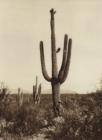 Meksyk: "Cereus giganteus" w okolicach Magdalena, stan Sonora (zdjęcie czarno-białe) autorstwa Hugo Brehme