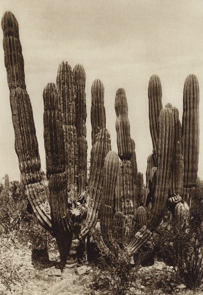 Meksyk: Guaymas, "Cereus Pringlei", Estado Sonora (zdjęcie czarno-białe) autorstwa Hugo Brehme