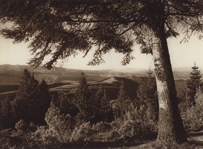 Meksyk: Park Narodowy, Desierto de los Leones (zdjęcie czarno-białe) autorstwa Hugo Brehme