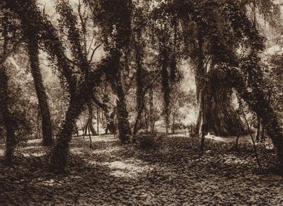 Meksyk: Idylliczne miejsce w parku Chapultepec (zdjęcie czarno-białe) autorstwa Hugo Brehme