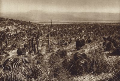Meksyk: Sierra de Tehuacan, W przedniej części "Echinocactus grandis" (zdjęcie czarno-białe) autorstwa Hugo Brehme