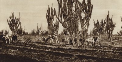 Meksyk: praca w terenie, stan Sinaloa (zdjęcie czarno-białe) autorstwa Hugo Brehme