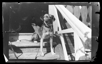 Baloo na schodach Różowej Willi autorstwa Hugo Simberg