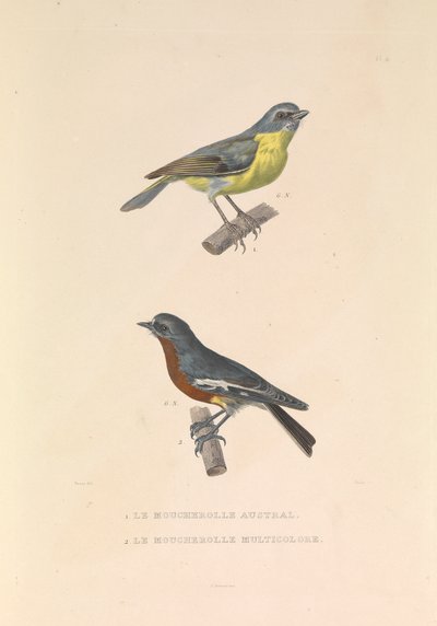 Muchołówka australijska i muchołówka wielobarwna autorstwa Hyacinthe Yves Philippe (1781 1846) Potentien