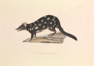 "The Raccoon Dasyure autorstwa Hyacinthe Yves Philippe (1781 1846) Potentien