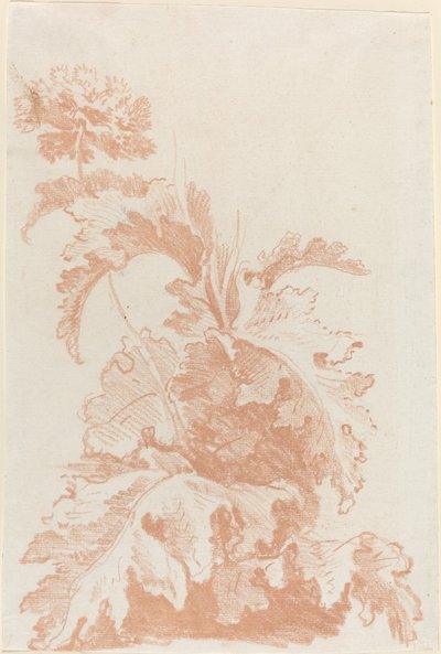Mak w rozkwicie autorstwa I Jean Baptiste Hüet