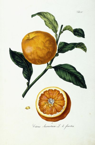 owoce pomarańczy, cytrusy autorstwa Ignaz (after) Strenzl