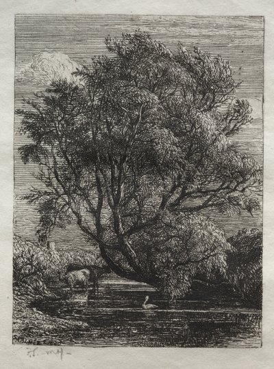 Wierzba autorstwa Ignaz Gunther