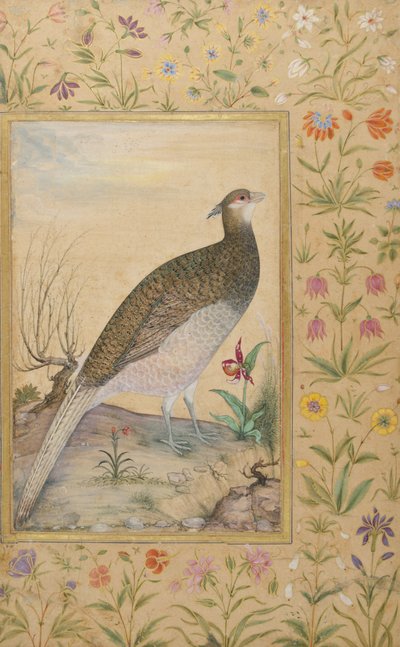 Himalayan Cheer Bażant, ok. 1620, obramowanie ok. 1635 (nieprzezroczyste wc i złoto na papierze) autorstwa Indian School