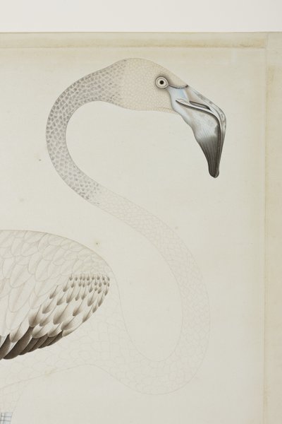 Flaming, detal, ok. 1780 (nieprzezroczyste wc na papierze) autorstwa Indian School
