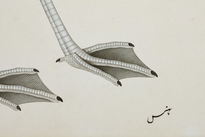 Flaming, detal, ok. 1780 (nieprzezroczyste wc na papierze) autorstwa Indian School