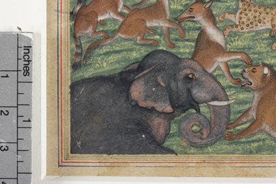 Fragment obrazu Szakal, który ogłosił się królem, ok. 1560-65 (nieprzezroczysta toaleta i złoto na papierze) autorstwa Indian School