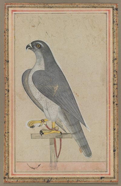 Sokół, ok. 1770 (nieprzezroczysta akwarela na papierze) autorstwa Indian School