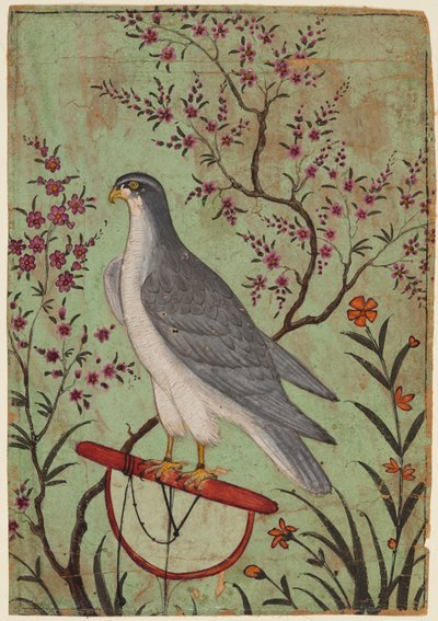 Sokół na okoniu, ok. 1610 (kolor na papierze) autorstwa Indian School