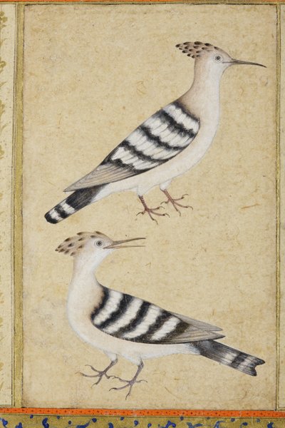 Dudki, ok. 1590 (nieprzezroczyste wc i złoto na papierze) autorstwa Indian School
