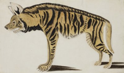 Hiena, po 1794 (wc nieprzezroczyste na papierze) autorstwa Indian School