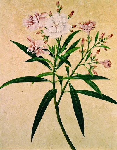 Oleander, ok. 1840 (gwasz) autorstwa Indian School