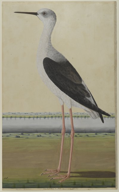 Ptak wodny w krajobrazie, ok. 1780 (akwarela na papierze) autorstwa Indian School