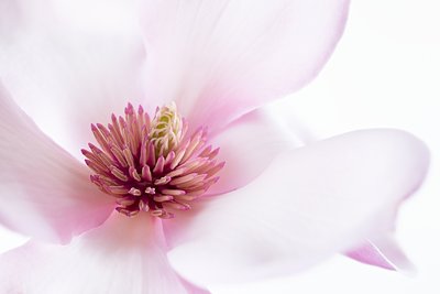 Delikatna różowa magnolia autorstwa Inna Karpova