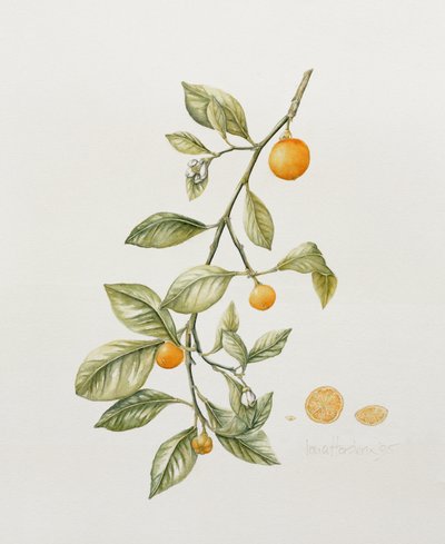 Ozdobna Pomarańcza, 1995 (wc) autorstwa Iona Hordern