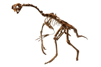 Prawie kompletny Oviraptor z Mongolii. autorstwa Ira Block
