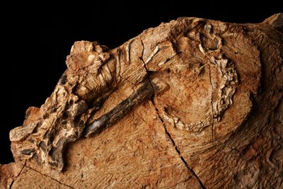 Nieznany dinozaur w Instytucie Paleontologii Kręgowców i Paleoantropologii w Xiaotangshan w północnym Pekinie w Chinach. autorstwa Ira Block