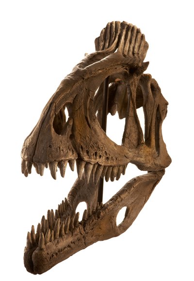 Cryolophosaurus odlany w Augustana College, Rock Island, Illinois. autorstwa Ira Block