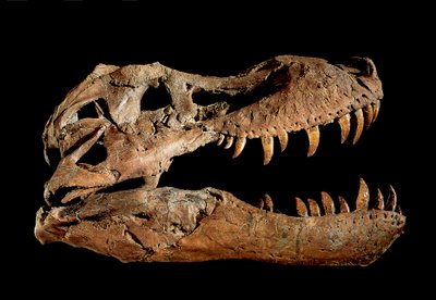 Skamieniała czaszka Tyrannosaurus Rex "Sue.... autorstwa Ira Block