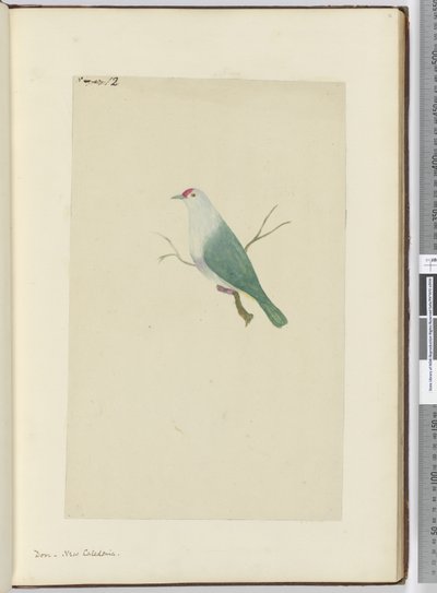 F.12 Gołąb. Nowa Kaledonia, 1772-75 (wc) autorstwa Isaac Smith
